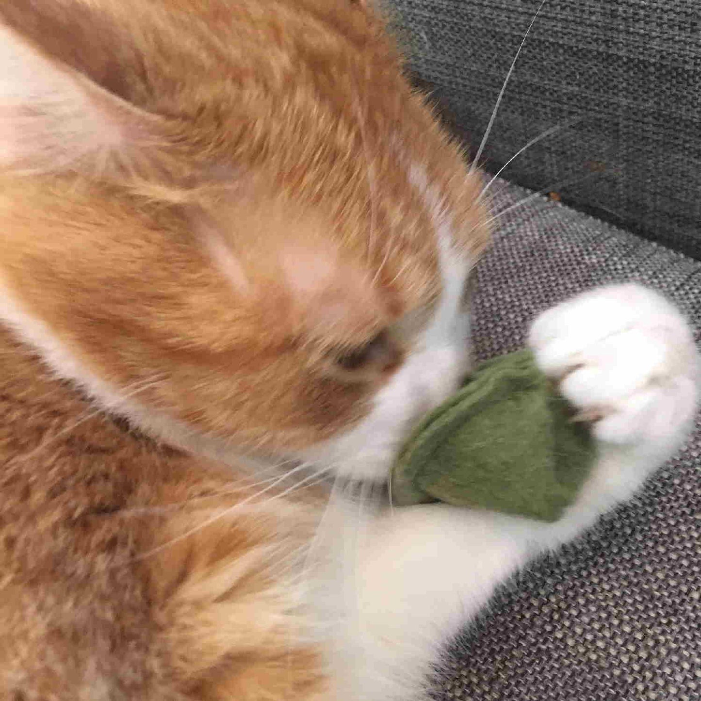 Cat Smelling Organic Catnip Tortellini Cat Toy - Floyd & Fleet