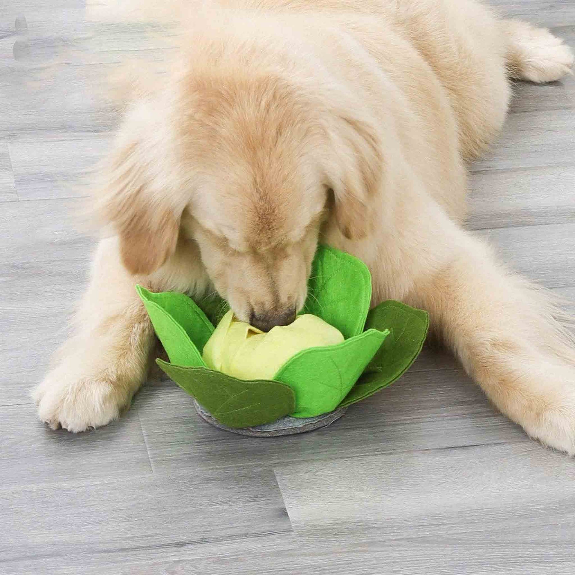 Dog playing with Cabbage Snuffle Toy from Floyd & Fleet